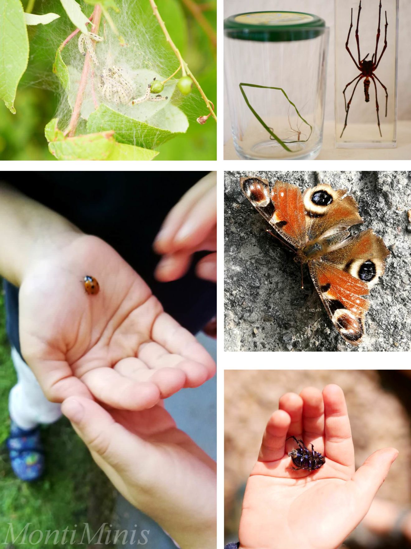 Materialien zum Thema Insekten für Kinder - Montessori Blog & Shop