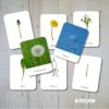 Löwenzahn-Nomenklaturkarten-Montessori-3-Part-Cards-Pusteblume-Dandelion-montiminis