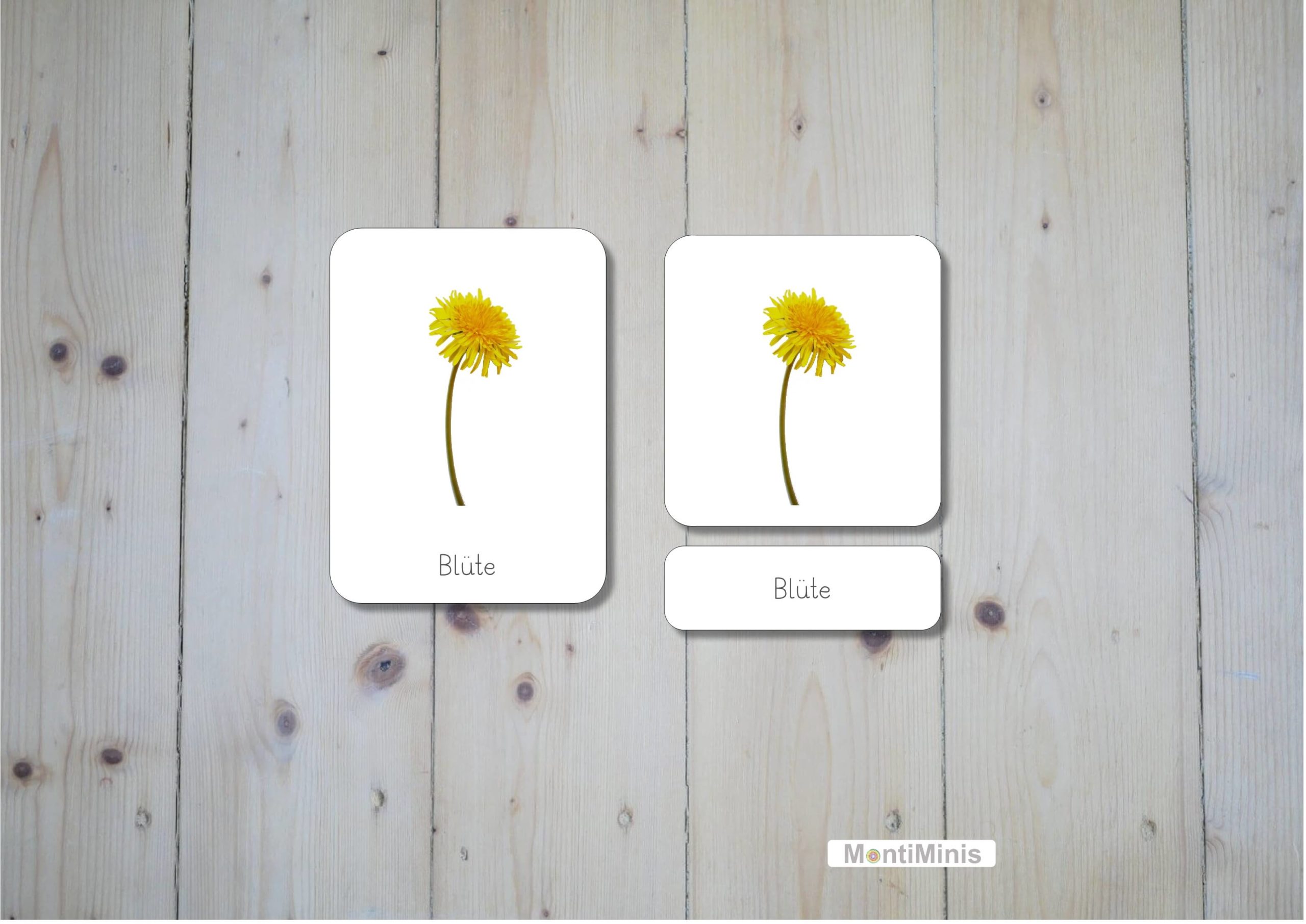 MontiMinis-Löwenzahn-Nomenklaturkarten