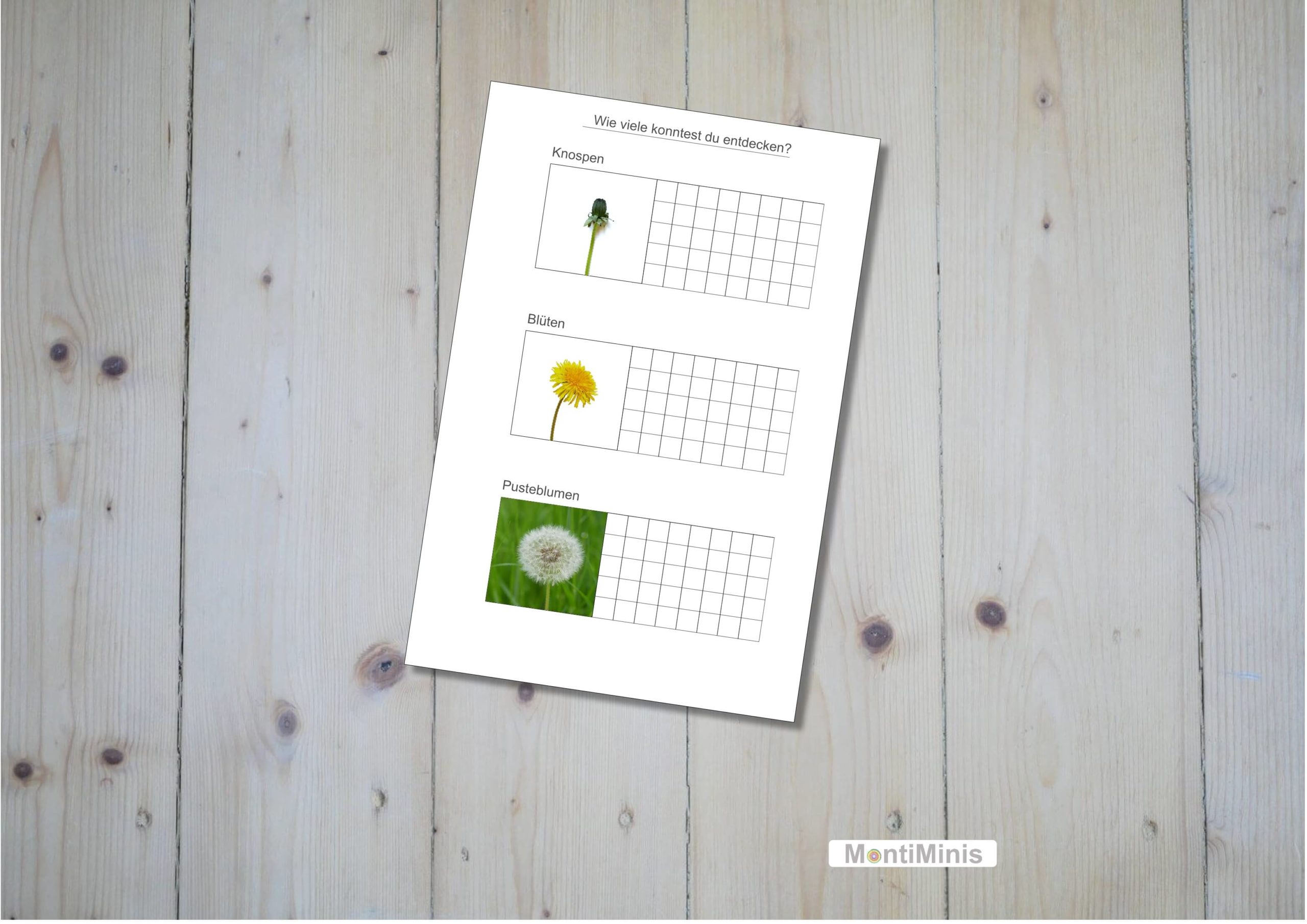 Löwenzahn-Pusteblumen-Forscherbuch für Kinder, Lernmaterial, Montessori, Unterrrichtsidee, MontiMinis