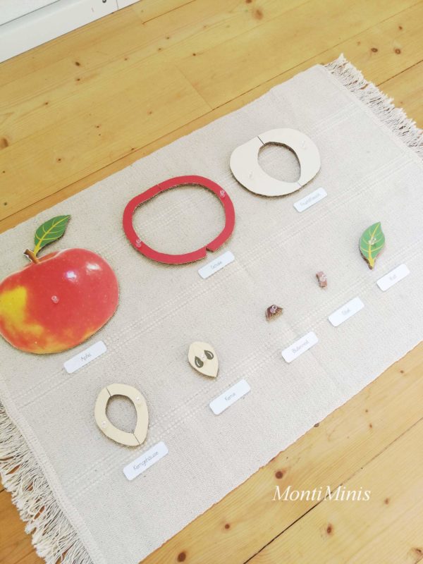 Montessori diy-Puzzle Teile des Apfels Unterrichtsmaterial Biologie Montessori Zuhause upcycling pappe montiminis