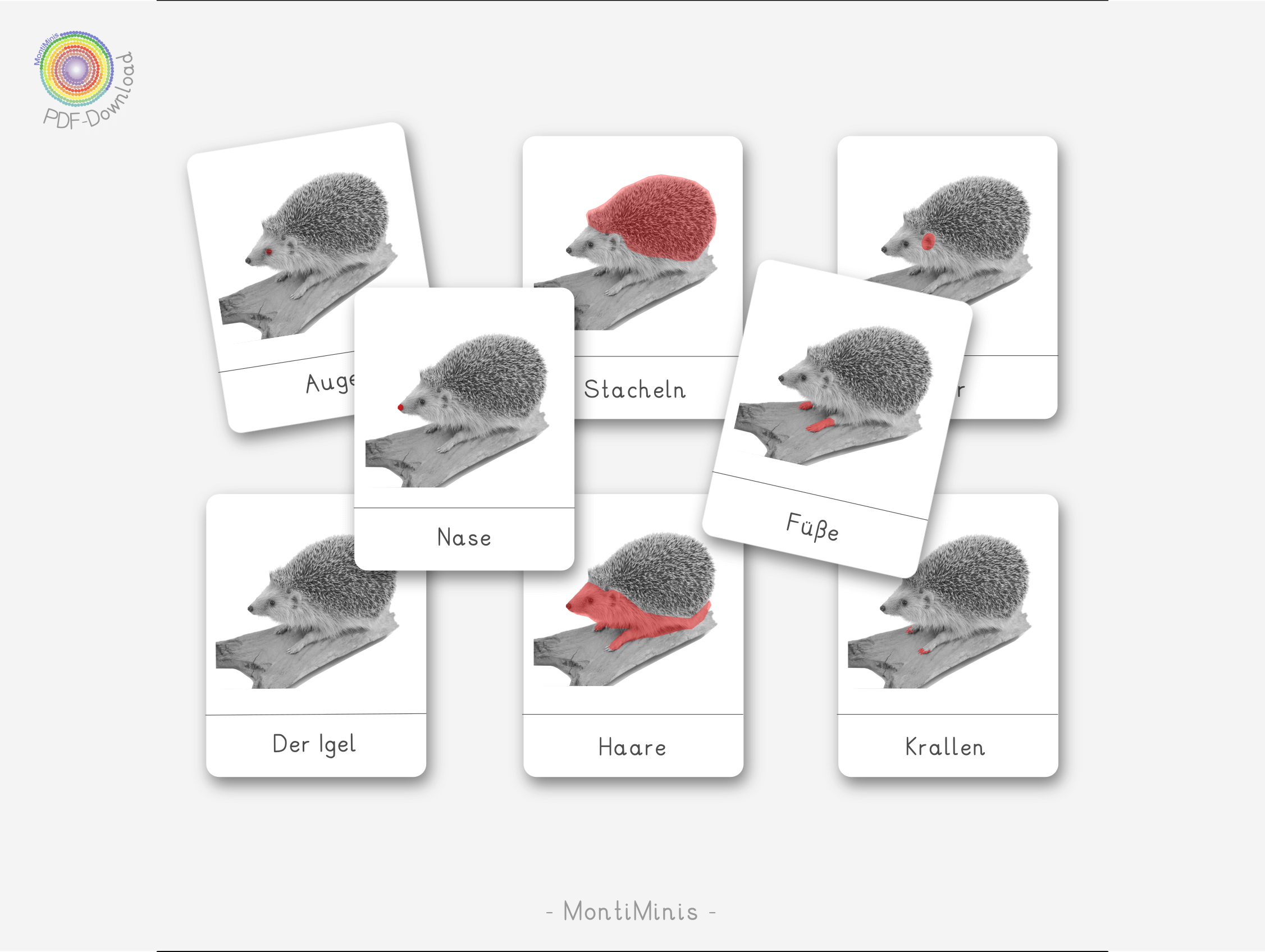 Igel-Nomenklaturkarten-Montessori-inspiriert-Biologie-Unterrichtsmaterial-Lernidee-Herbst mit Kindern-MontiMinis