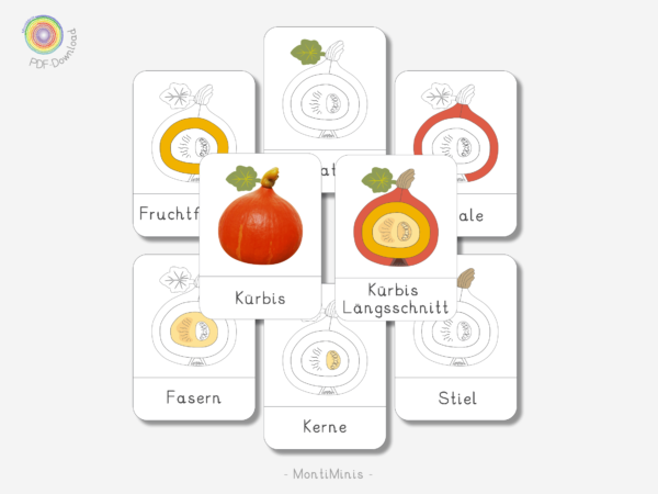 Kürbis Nomenklatur- und Faktenkarten, Herbst Spielidee für Kinder, Unterrichtsmaterial Biologie, Montessori inspiriert - MontiMInis